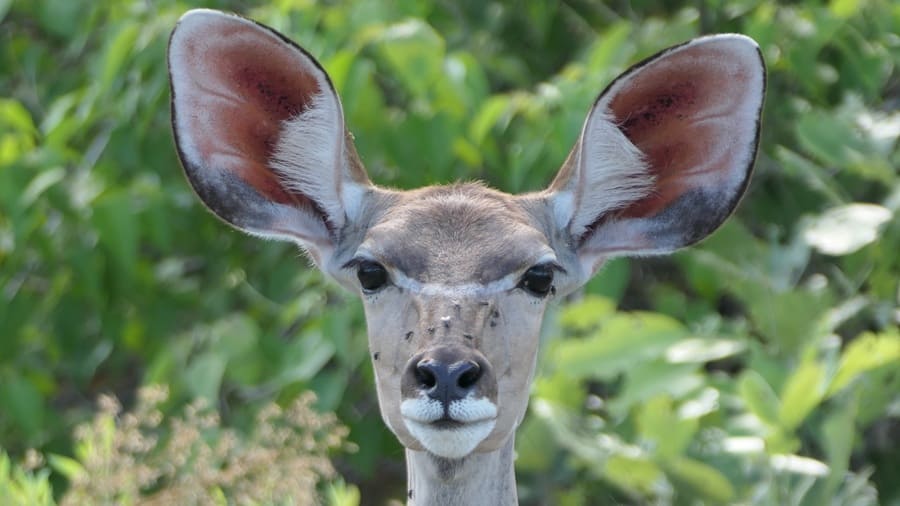 Jahresrückblick 2025 Botswana Kudu
