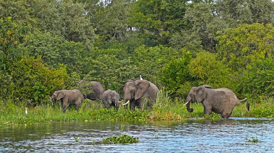 Elefanten im Liwonde Nataionalpark