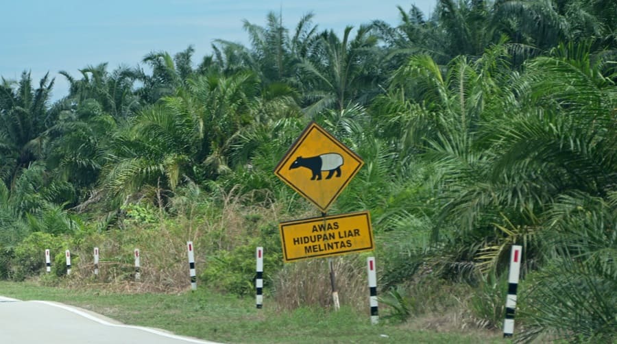 Jahresrückblick 2025 Malaysia Tapir