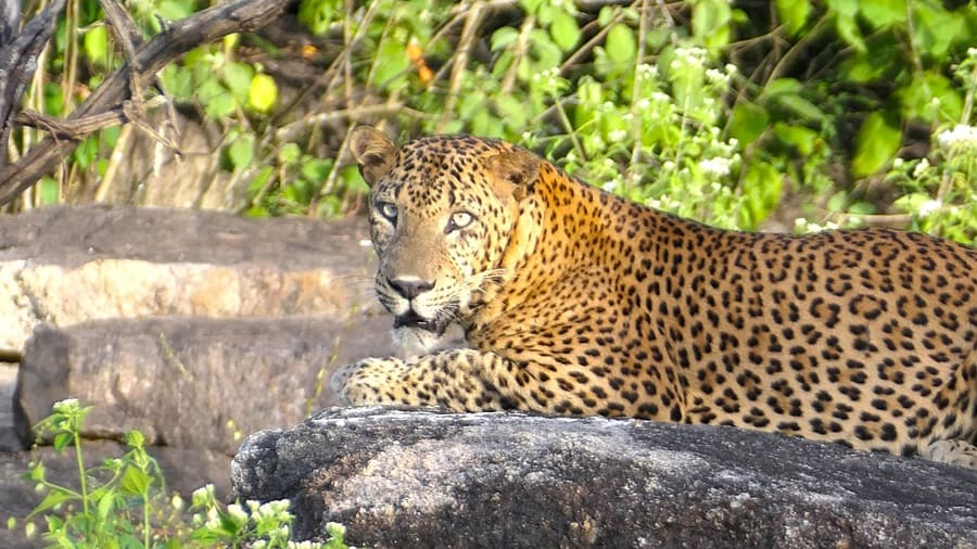 Jahresrückblick 2025 Leopard im Yala Nationalpark