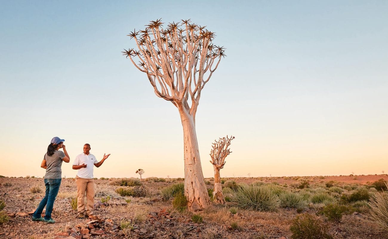 Köcherbaum am Fish River