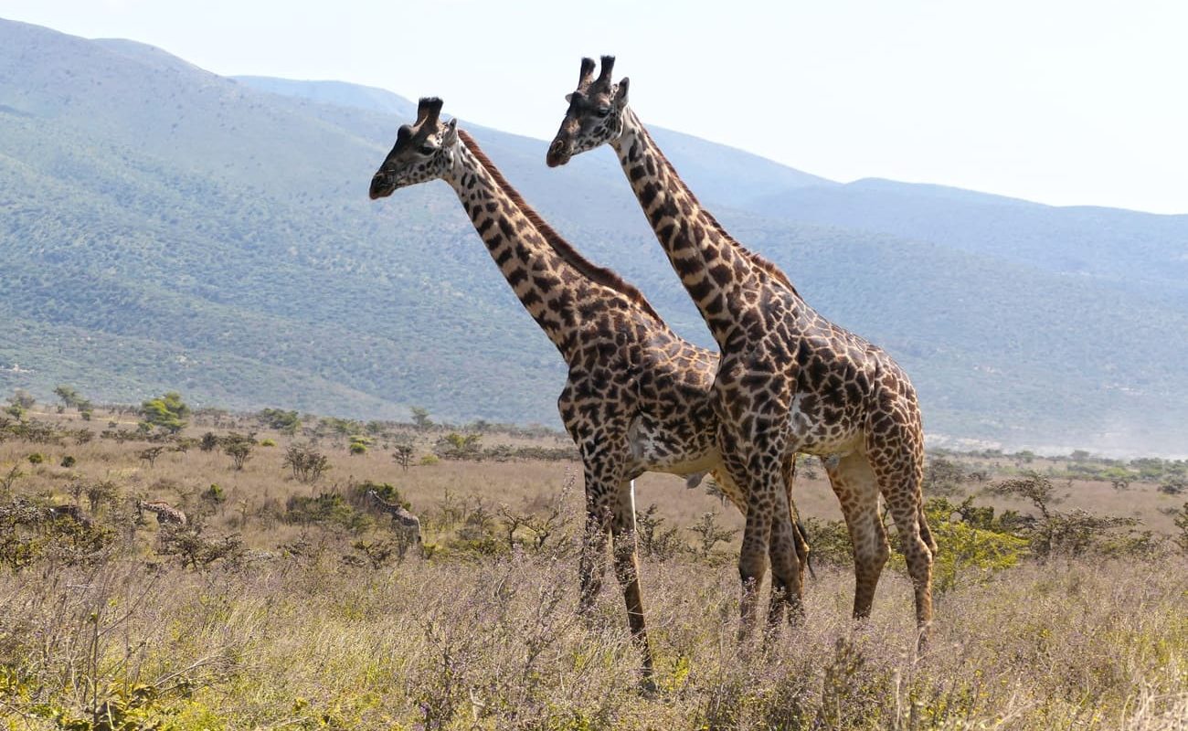 Golfen und Safari in Tansania Ngorongoro Krater Giraffen Golfen und Safari Tansania Safari Ngorongoro Krater Giraffen