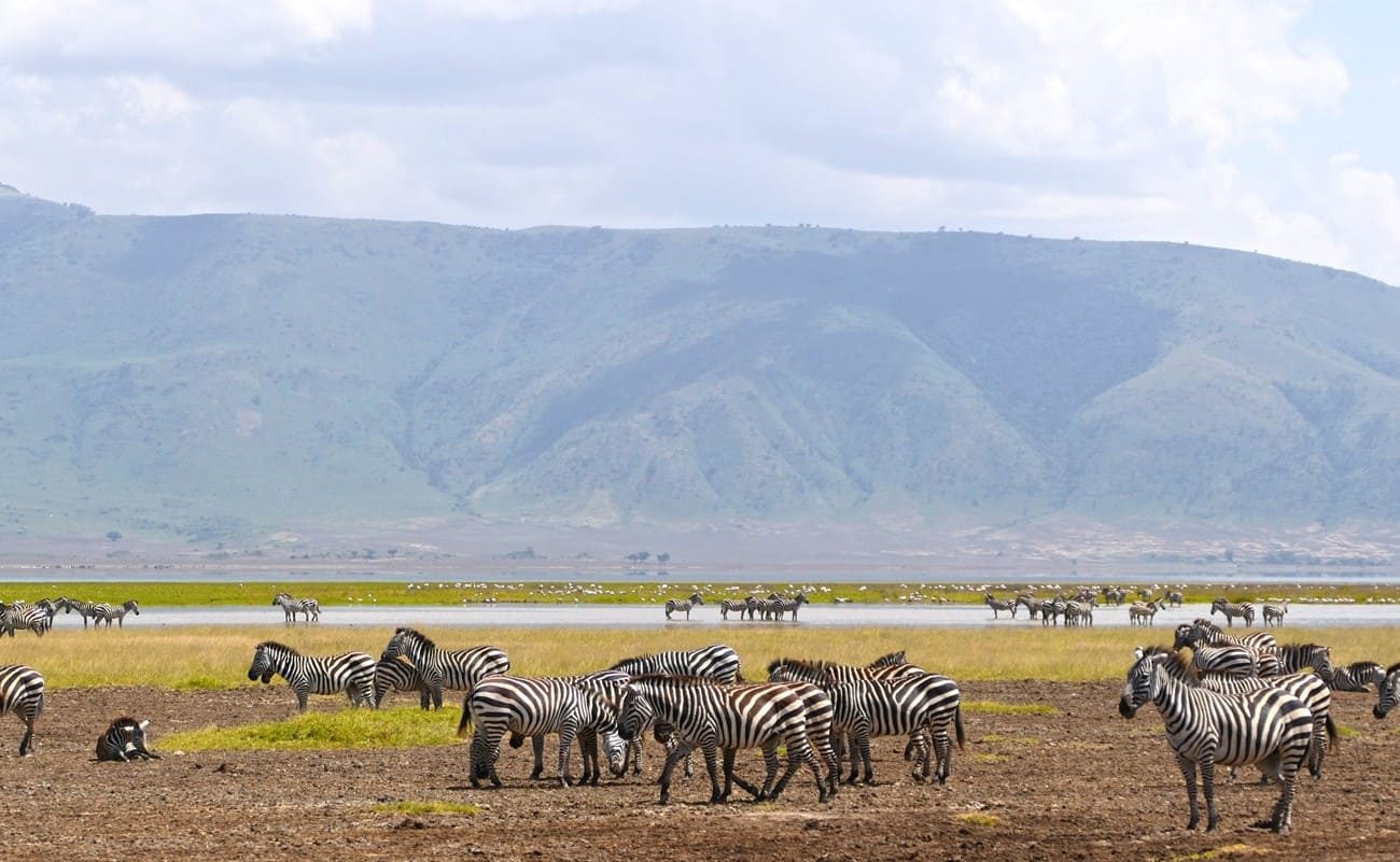 Golfen und Safari in Tansania Ngorongoro Krater Zebras Golfen und Safari Tansania Safari Ngorongoro Krater Zebras