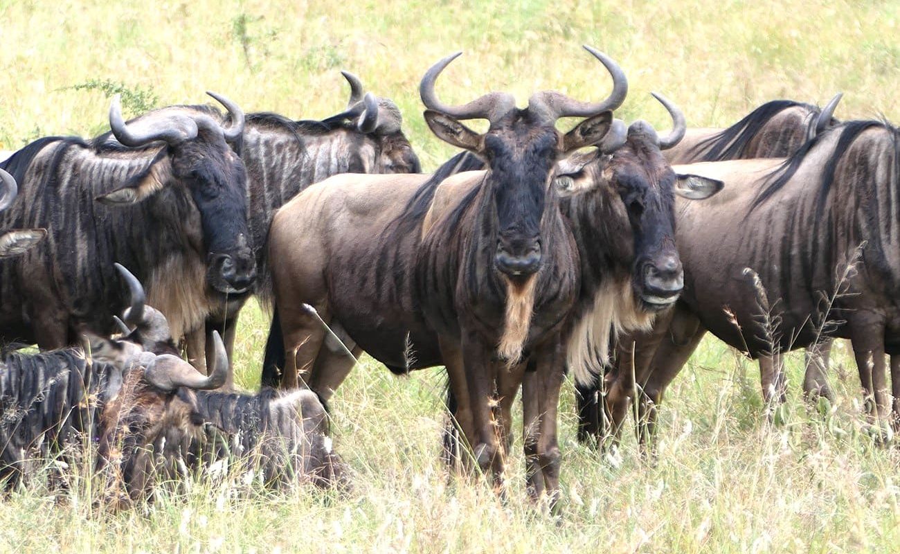 Golfen und Safari in Tansania Serengeti Gnus Golfen und Safari Tansania Safari Serengeti Gnus