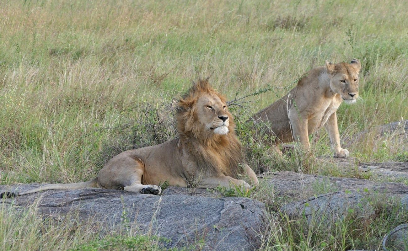 Golfen und Safari in Tansania Serengeti Löwen Golfen und Safari Tansania Safari Serengeti Löwen