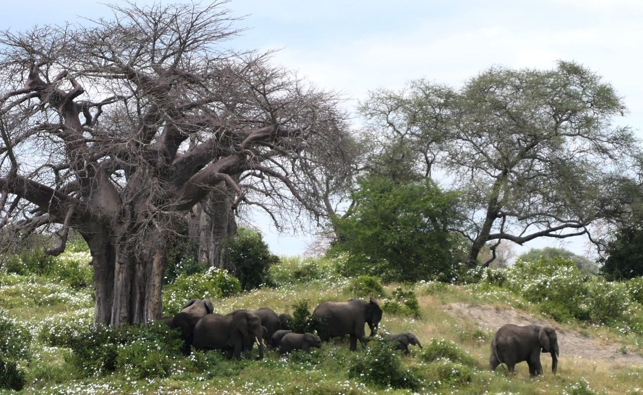 Golfen und Safari in Tansania Tarangire Golfen und Safari Tansania Safari Tarangire