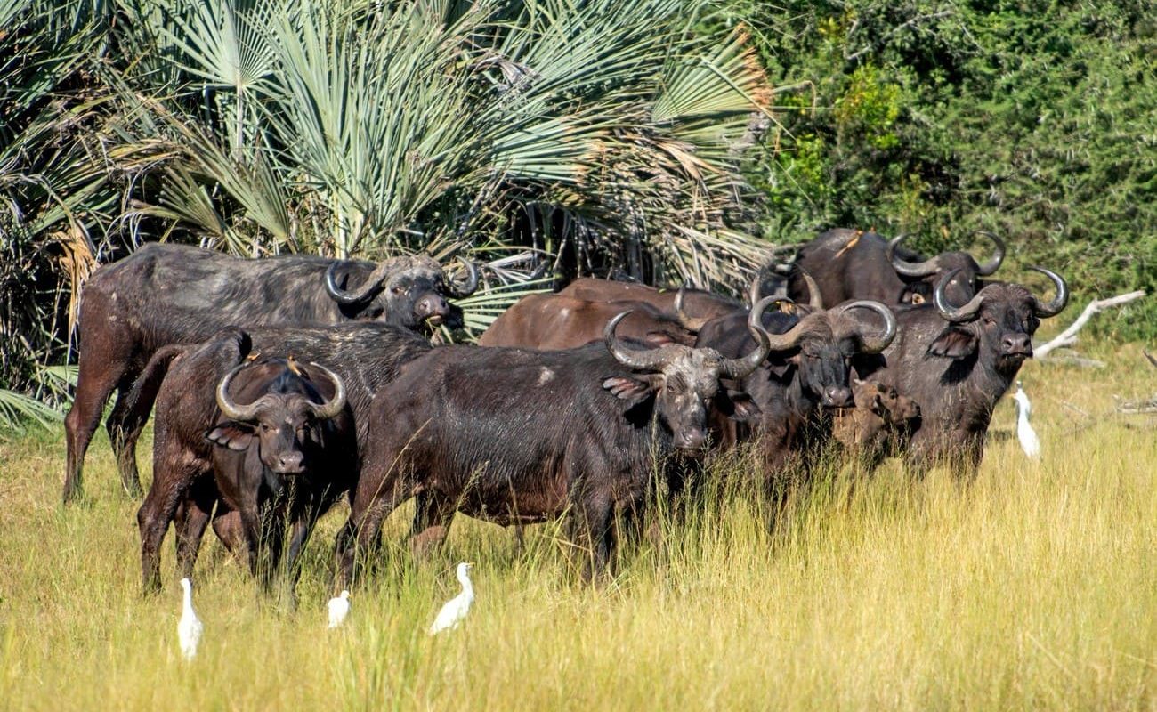 Im Buffalo Nationalpark bei Divava Okavango