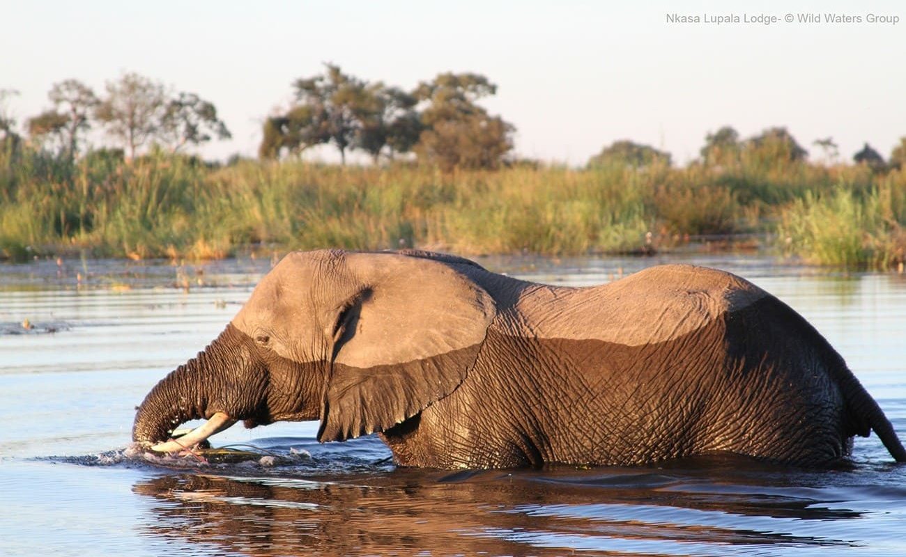 Elefant im Bwabwata Nationalpark