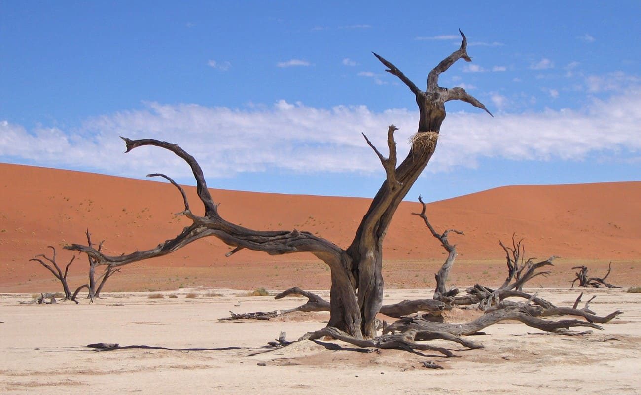 Im Dead Vlei