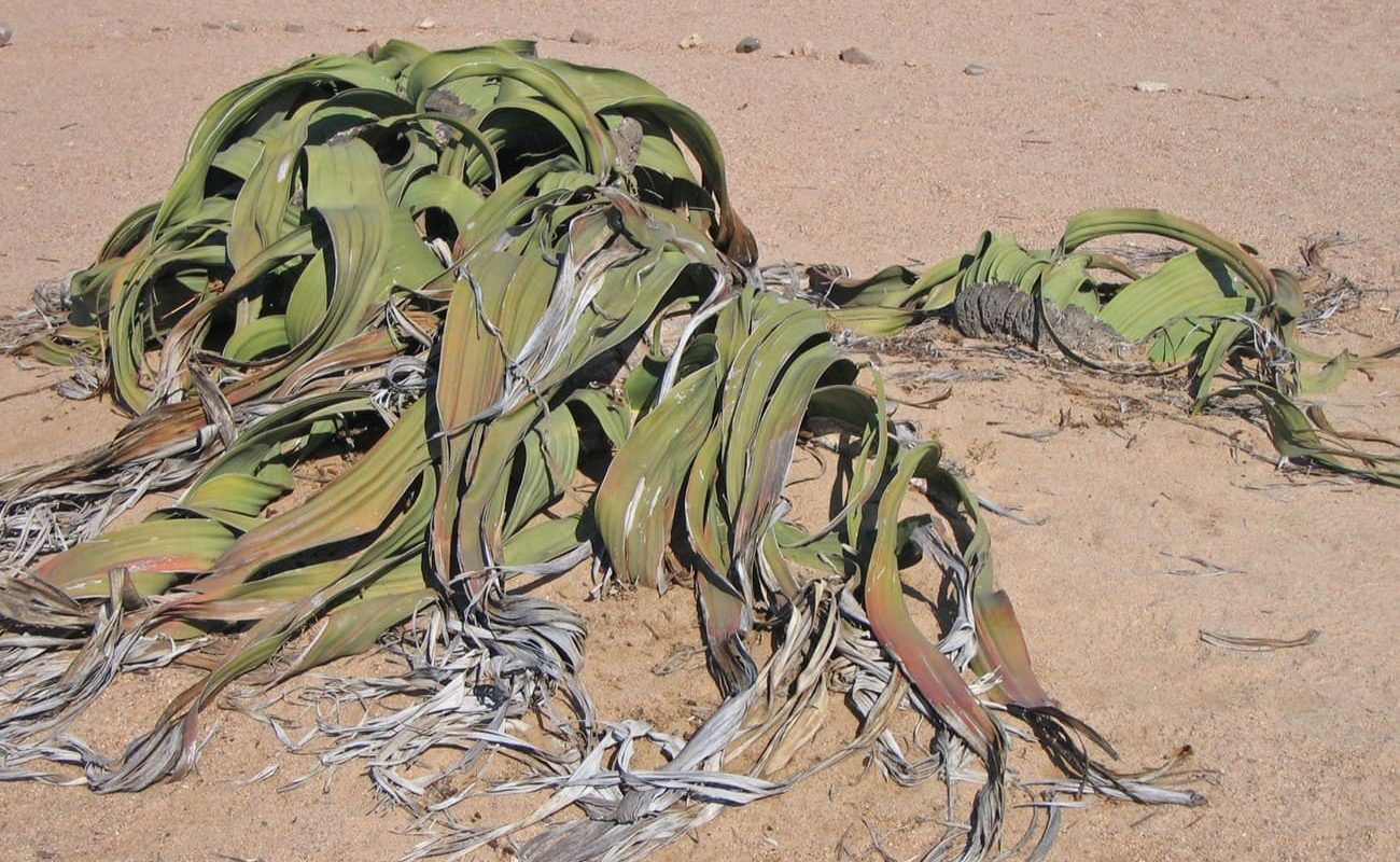 Welwitschia Mirabilis