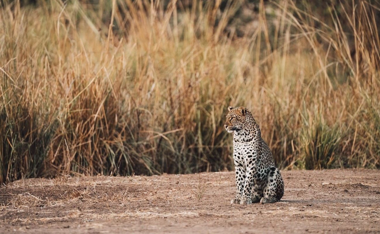 Höhepunkte Sambia Lower Zambezi Leopard Leopard im Lower Zambezi