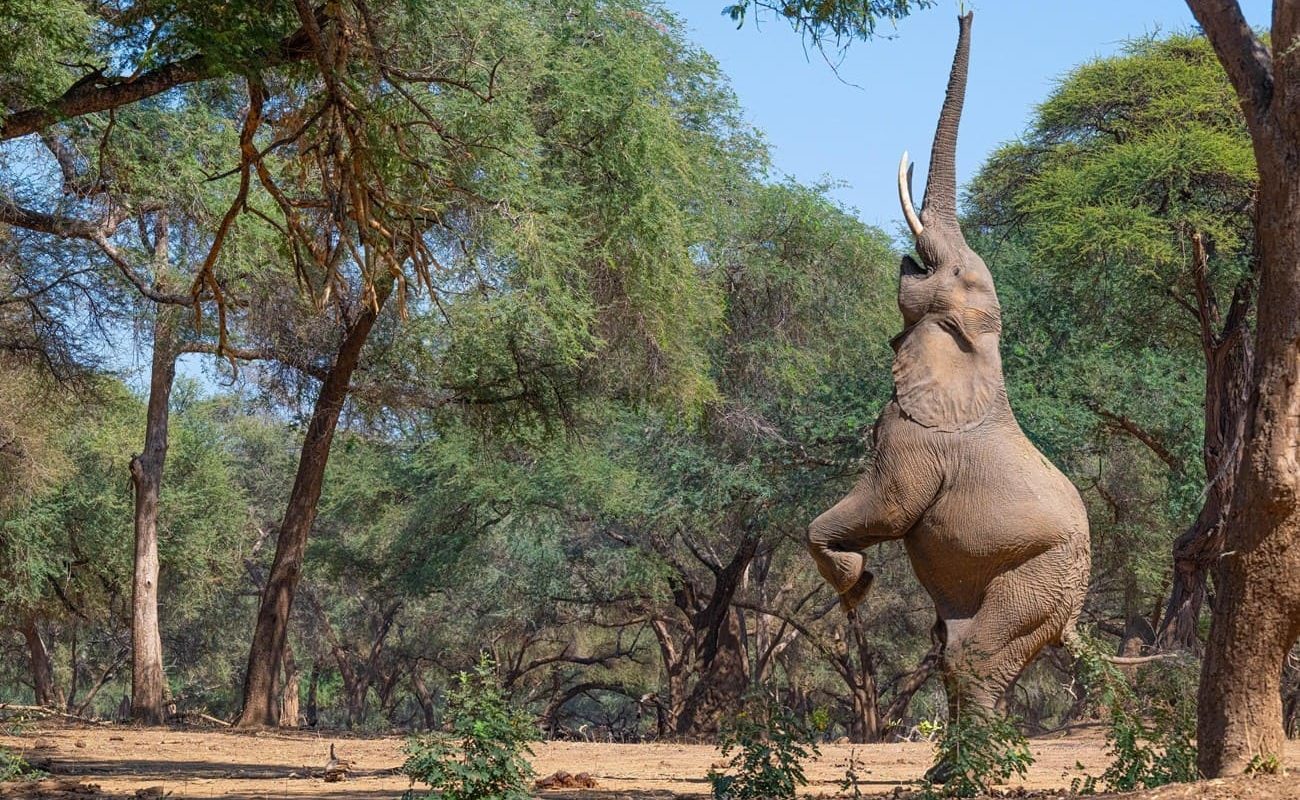 Kutali Camp Lower Zambezi Elefanten Elefant im Lower Zambezi