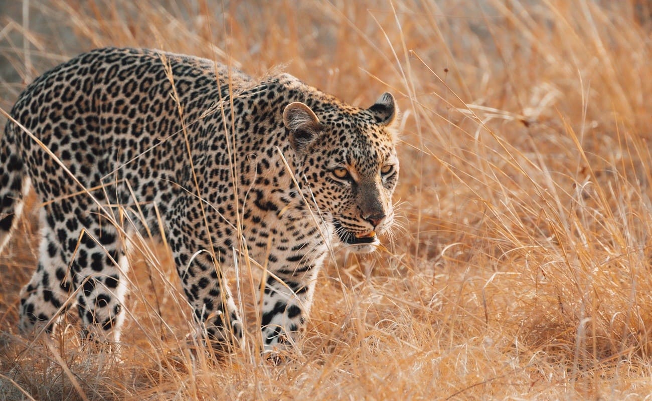 Musekese Camp Pirschfahrt Leopard Leopard Kafue Musekese