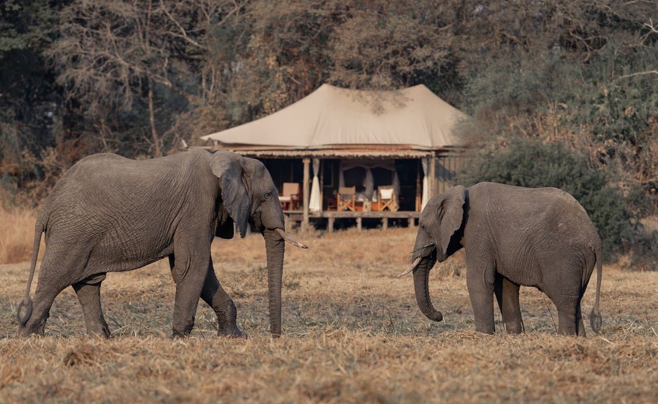 Musekese Camp Zelt Elefanten Elefant vor Zelt im Musekese Camp