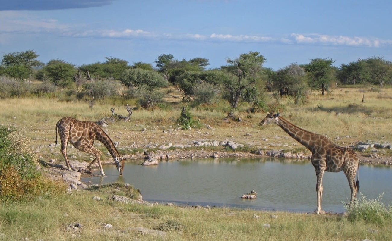 Giraffen im Etosha