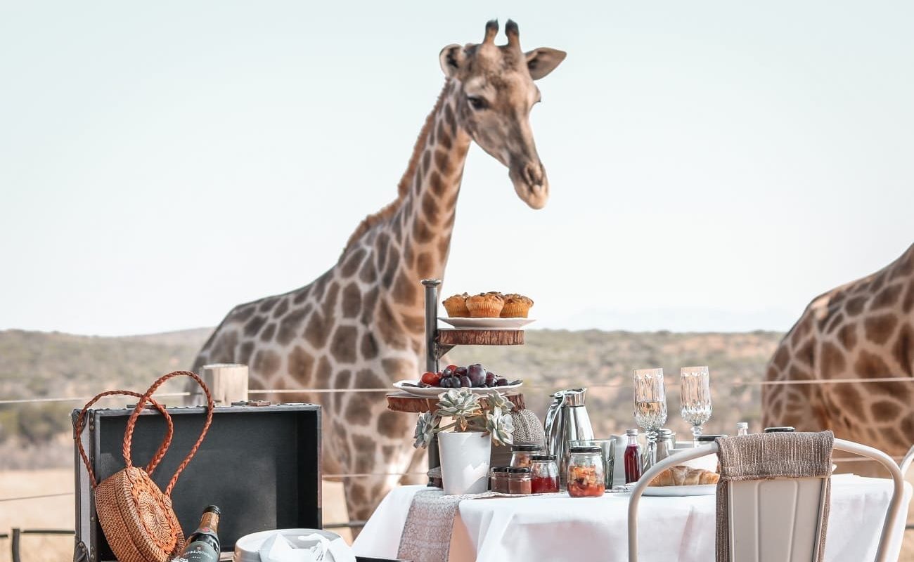 Tee mit Giraffen in Voigtland