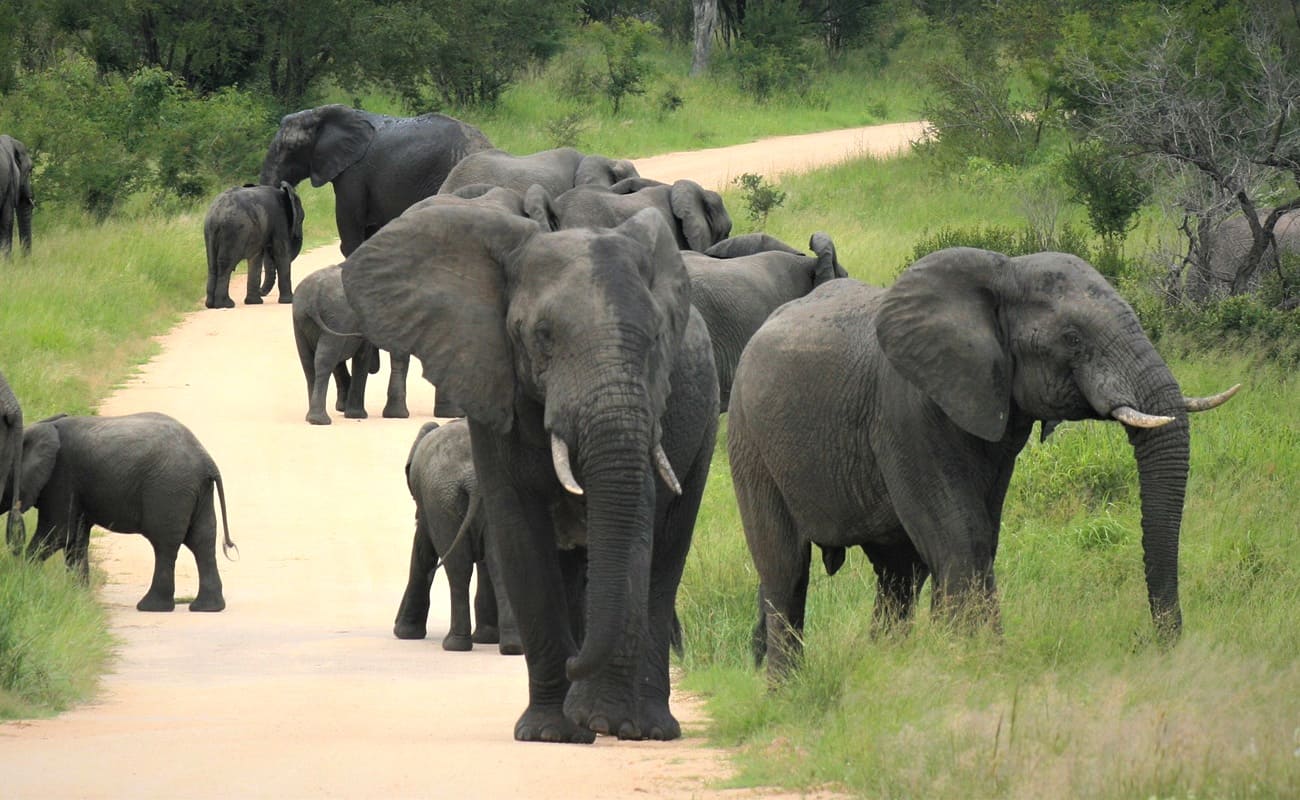 Rundreise Krueger eSwantini iSimangaliso Krüger Pirschfahrt Elefanten im Krüger