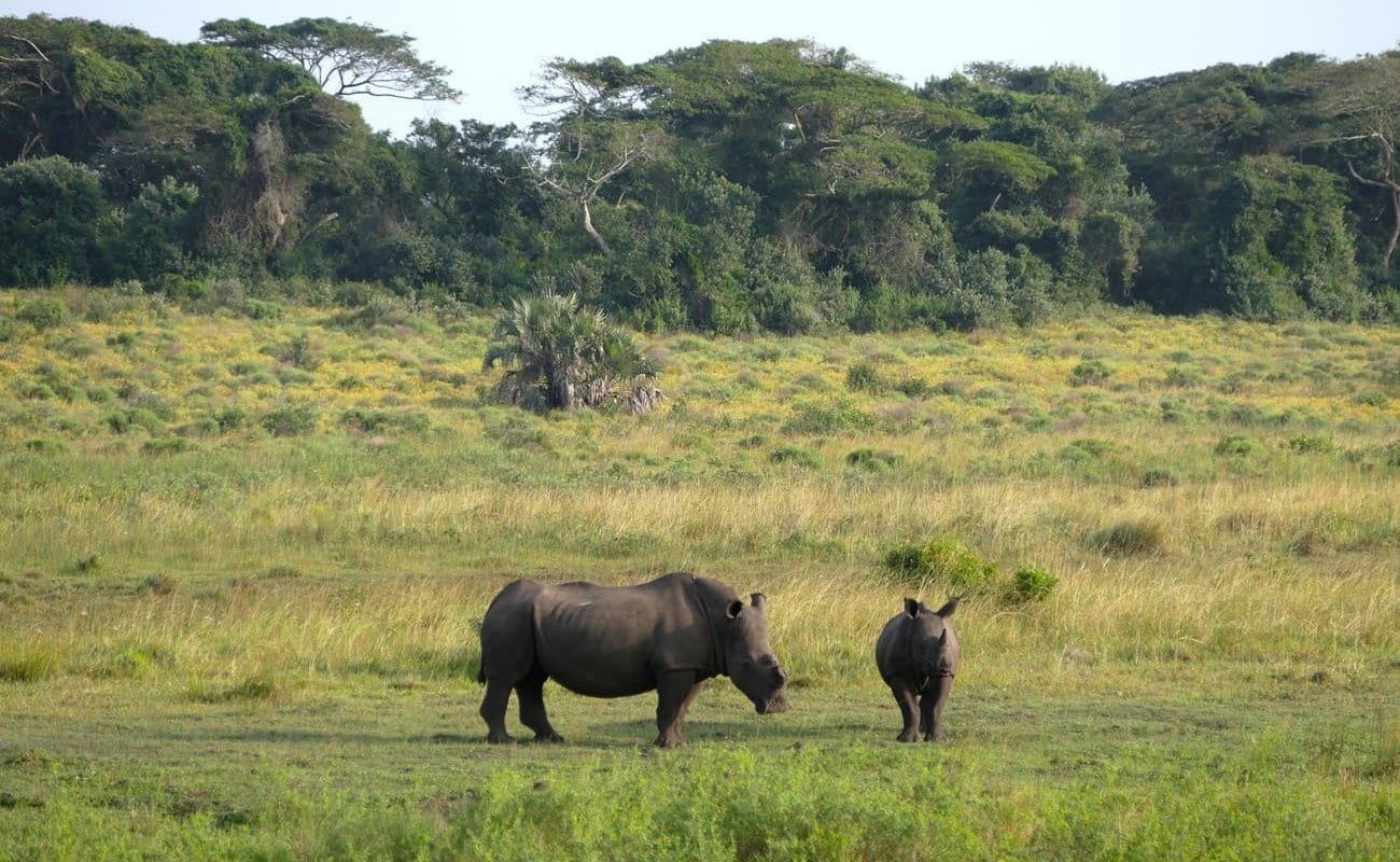 Rundreise Krueger eSwantini iSimangaliso St. Lucia Pirschfahrt Pirschfahrt iSimangaliso