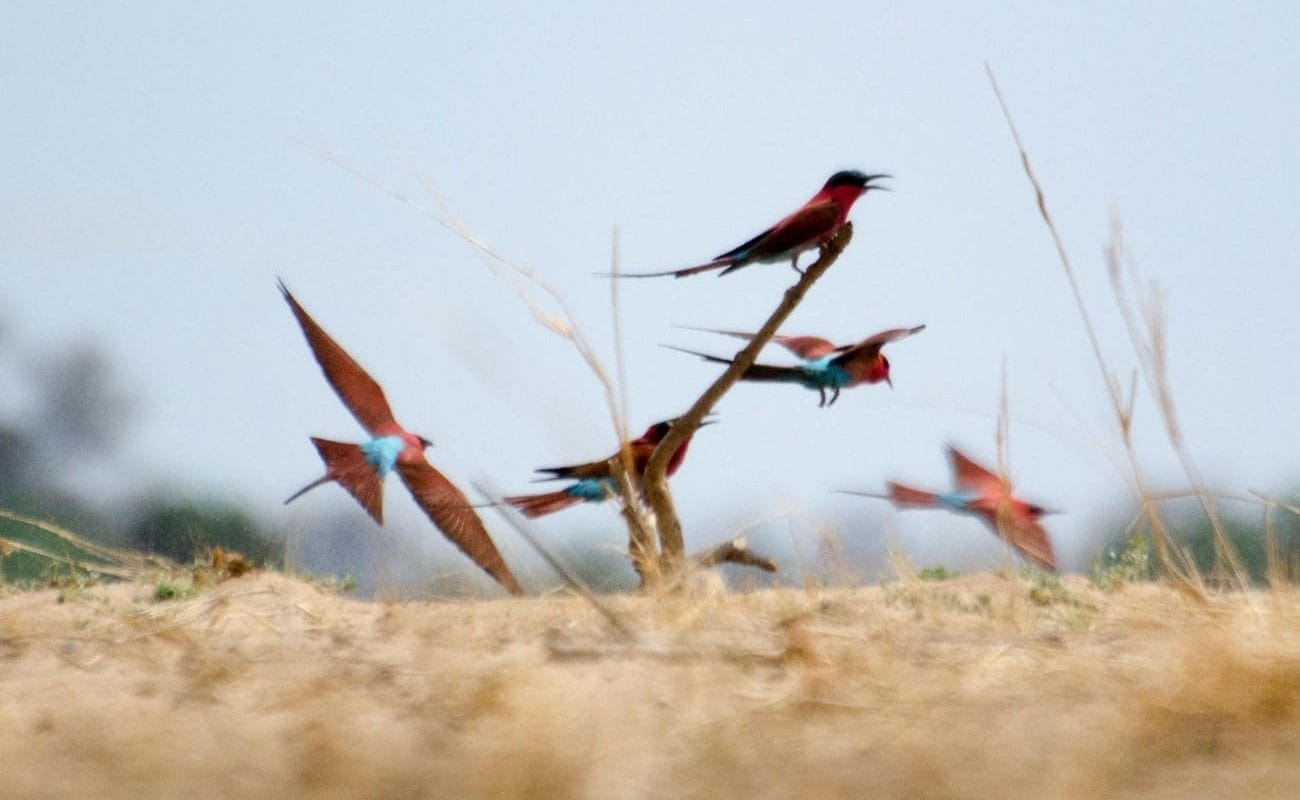 Vögel im South Luangwa