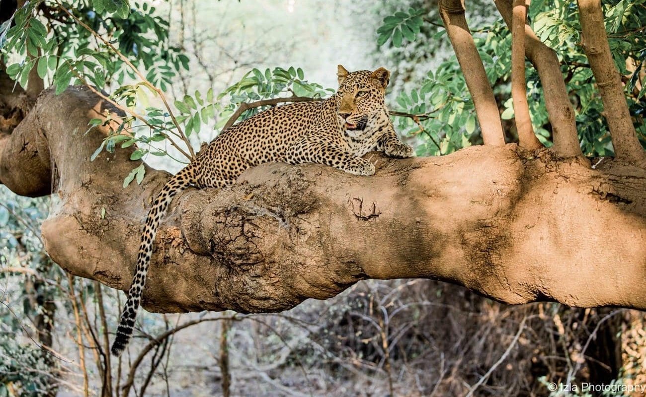 Leopard im South Luangwa