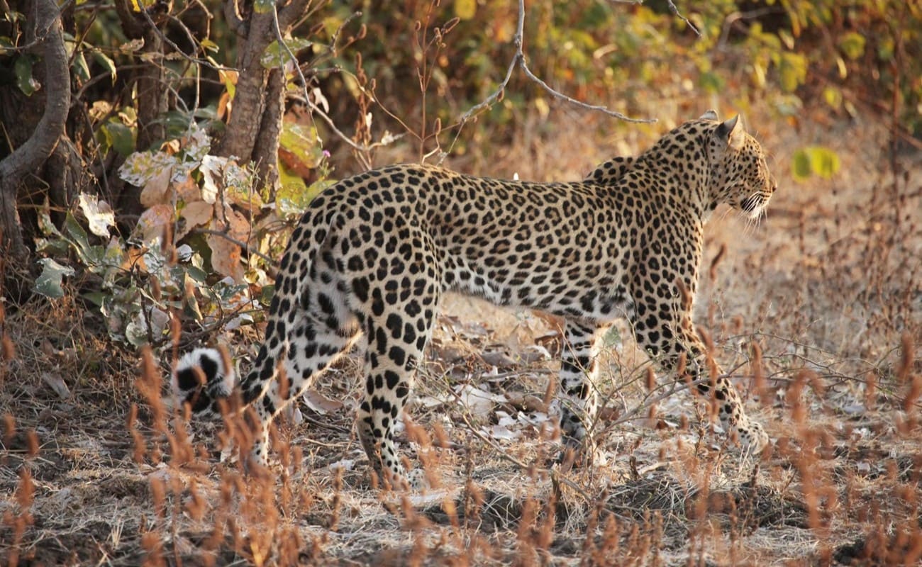 Sambia zu Wasser, Land und Luft South Luangwa Leopard Leopard im South Luangwa