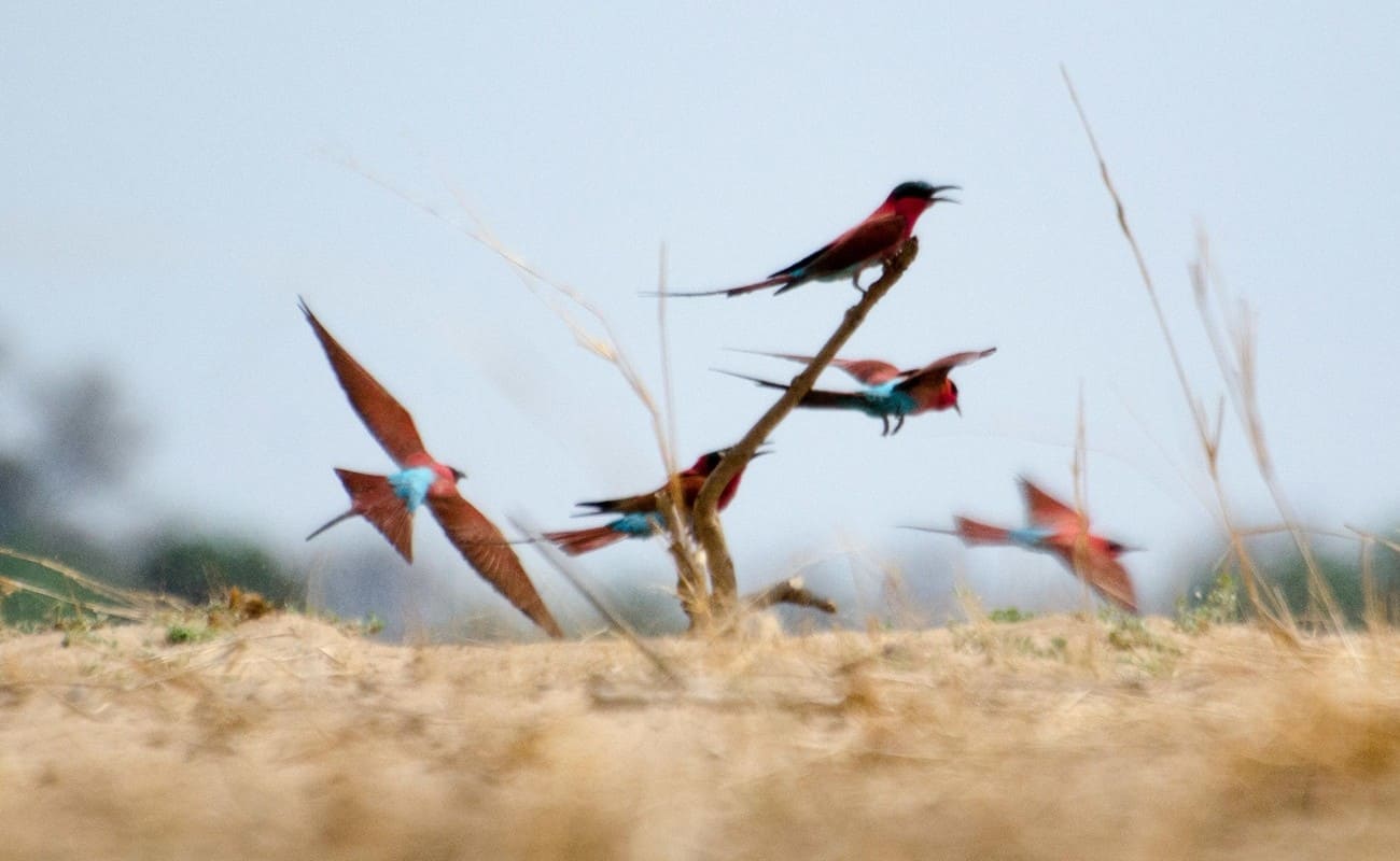 Sambia zu Wasser, Landn und Luft South Luangwa Birdlife Vögel im South Luangwa