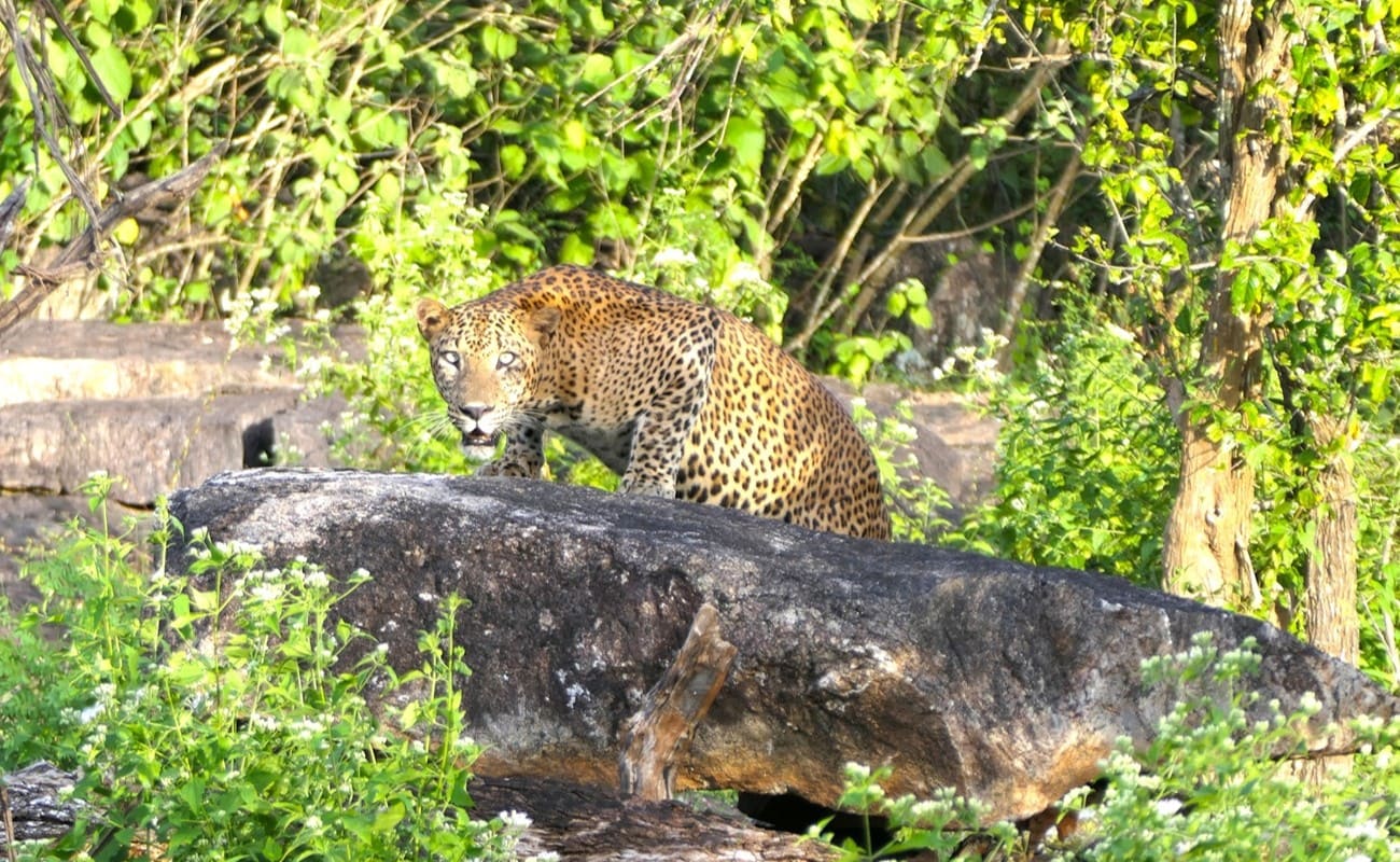 Sri Lanka Boutiquehotels Leopard November Yala Leopard im Yala Nationalpark