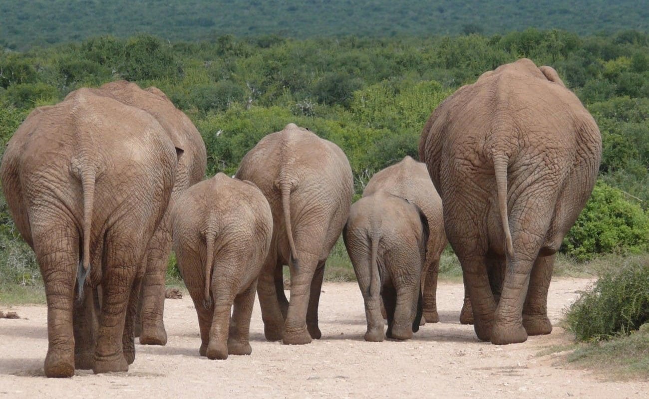 Elefanten im Addo Elephant