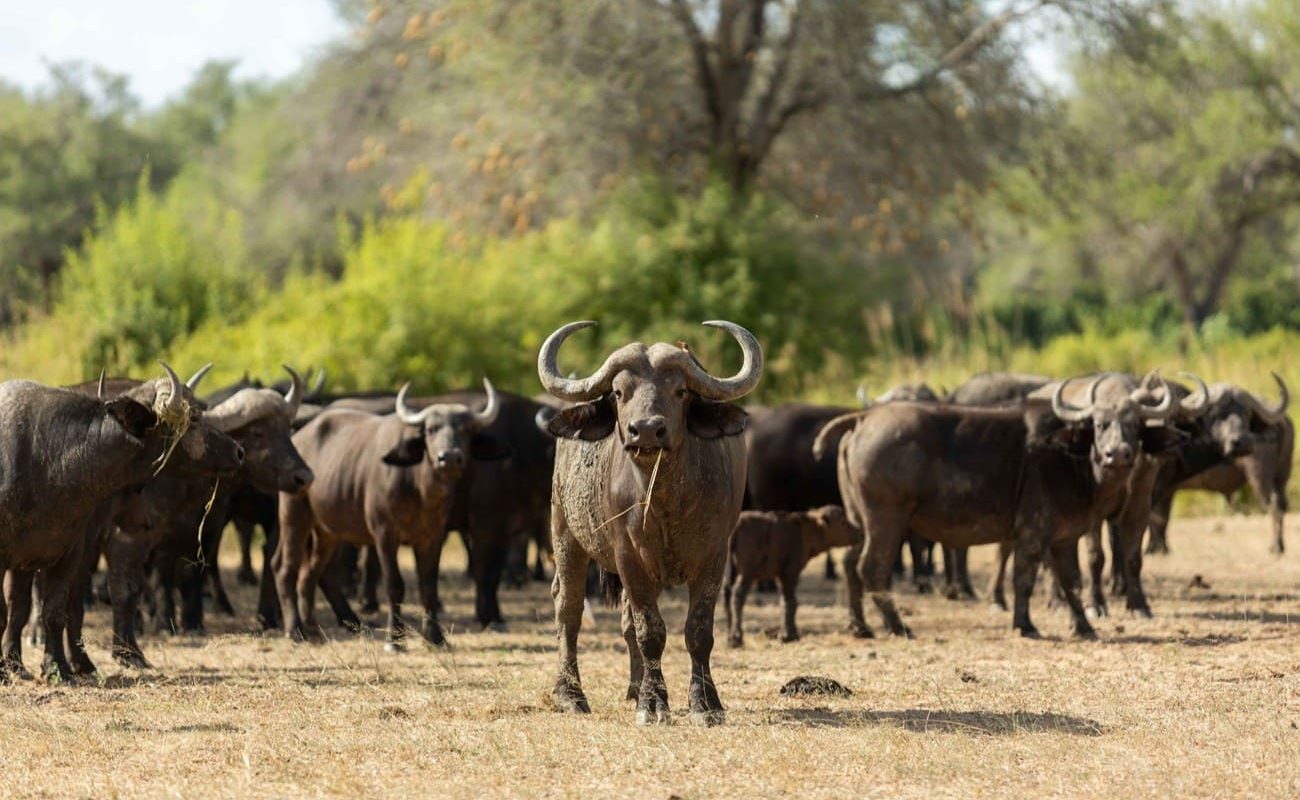 Büffel im Lower Zambezi Nationalpark