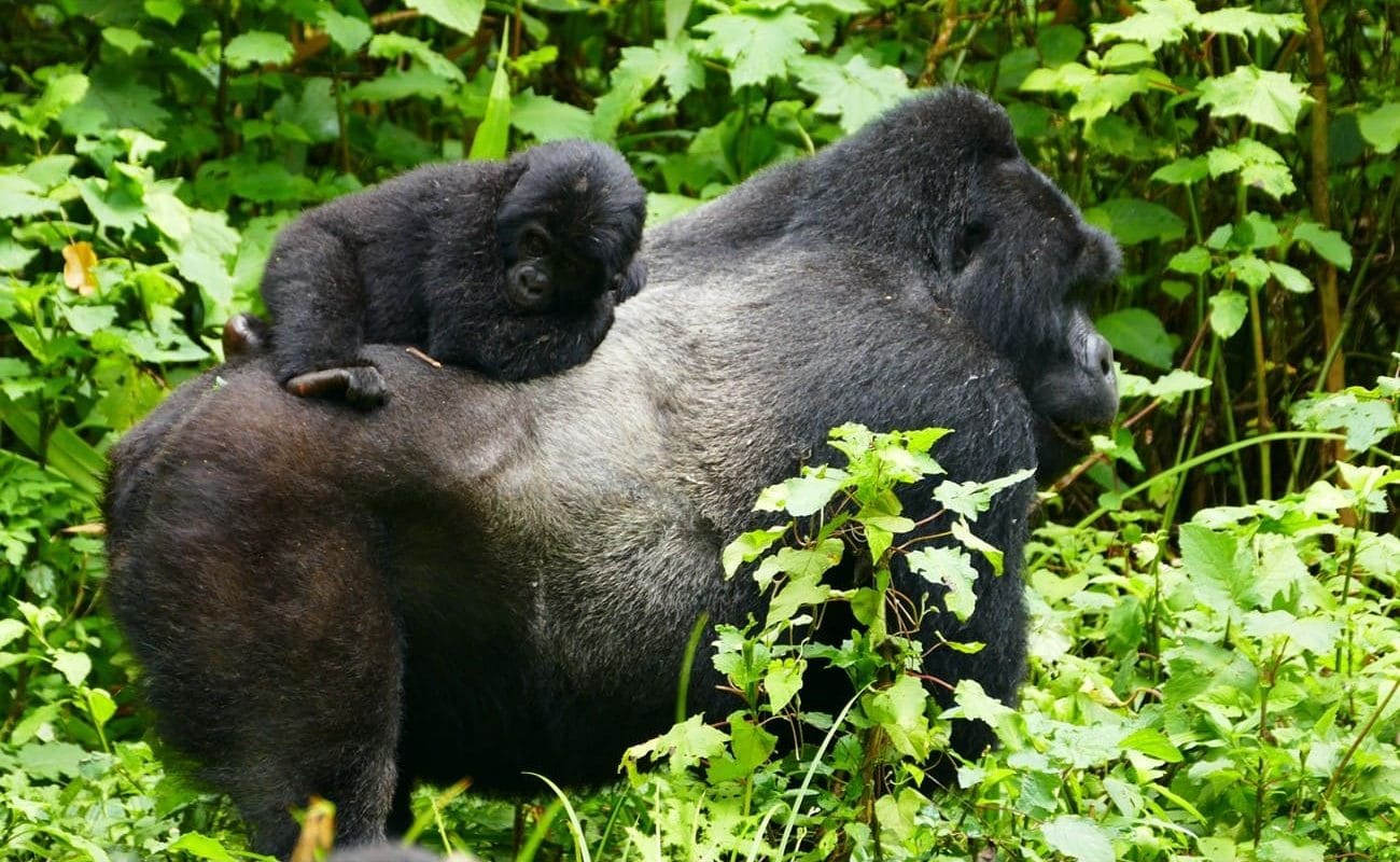 Goriall Trekking im Bwindi