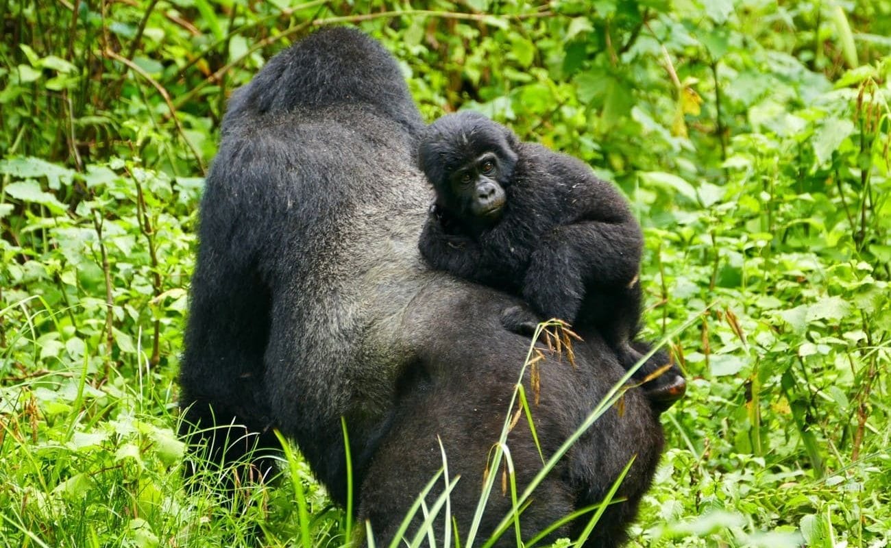 Privatsafari Uganda Gorillas