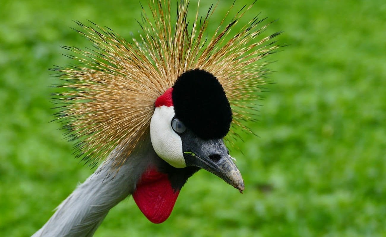 Privatsafari Uganda Kronenkranich