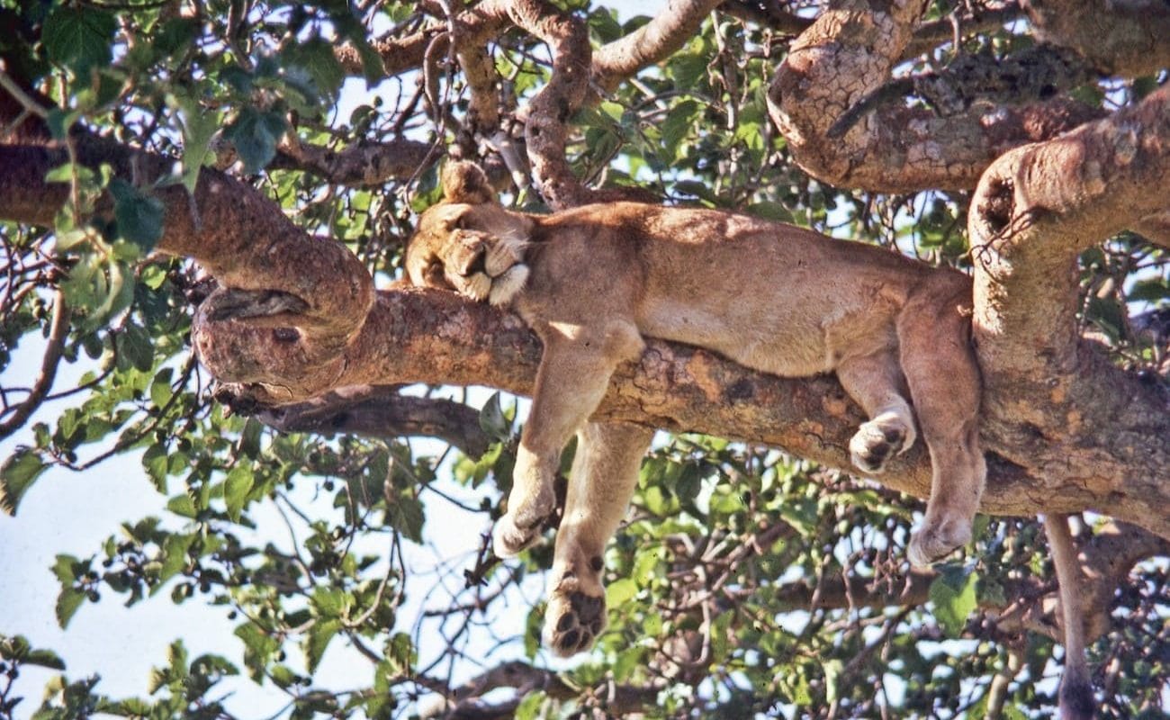 Privatsafari Uganda Murchinson Falls Queen Elizabeth Nationalpark Löwe Ishasha