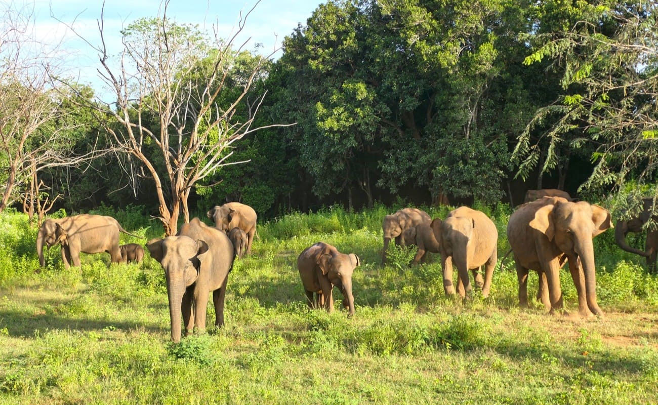 Im Yala Nationalpark