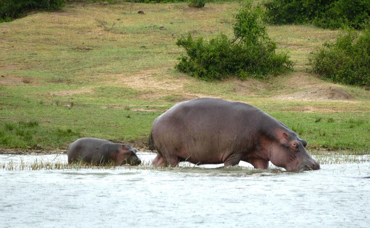 HIppos im Queen Elizabeth Nationalpark
