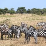 FAQ Safari in Tansania