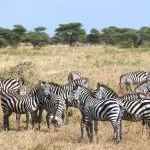 FAQ Safari in Tansania