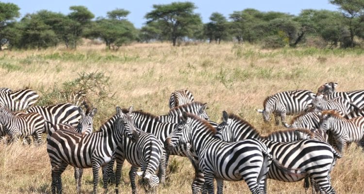 FAQ Safari in Tansania