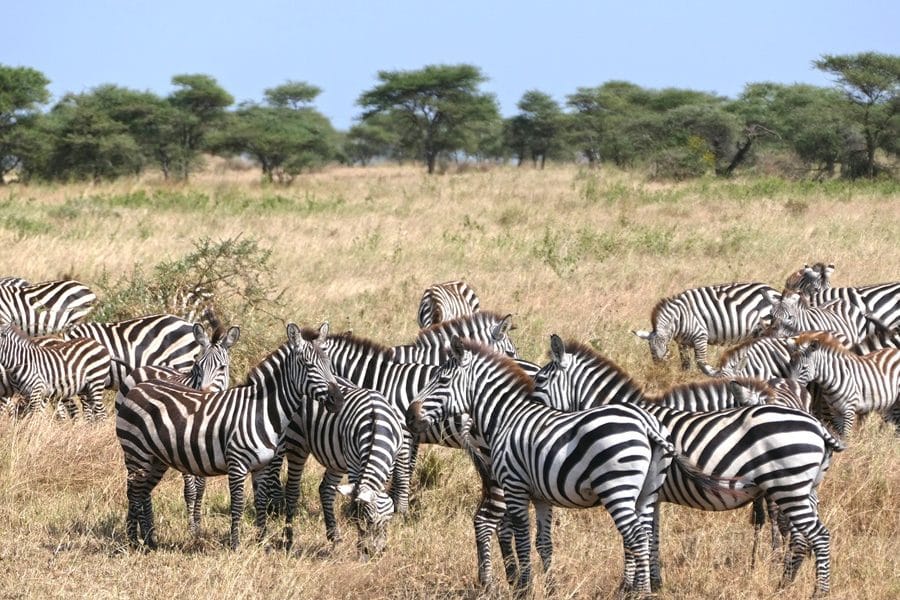 FAQ Safari in Tansania