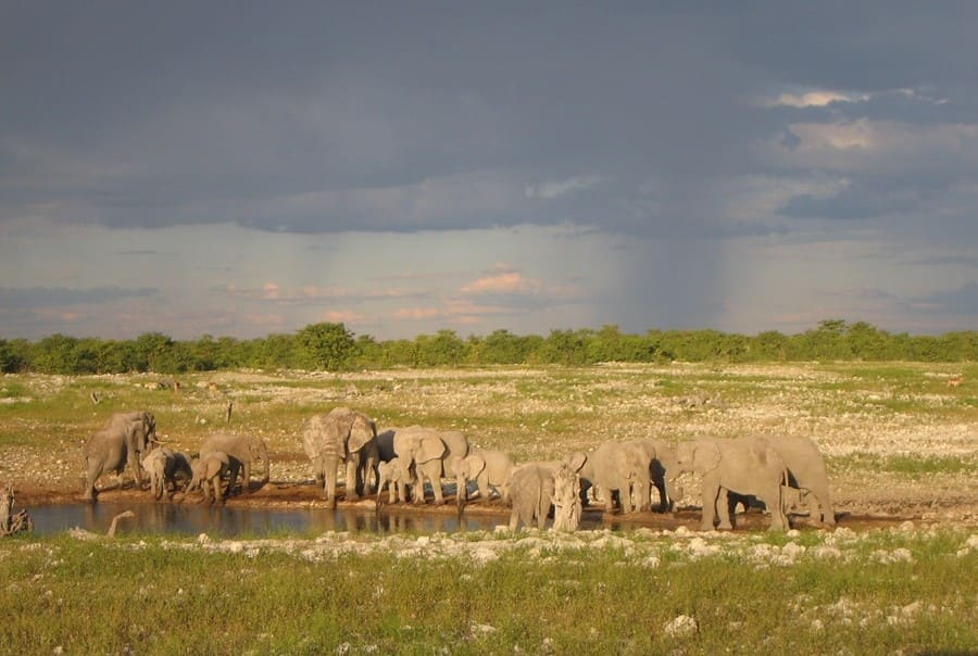 Elefanten im grünen Etosha