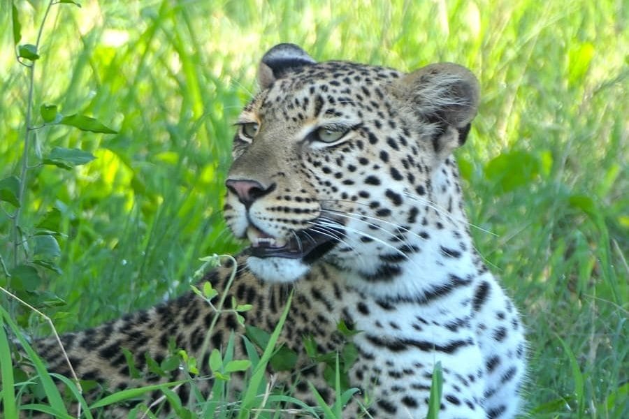 Safaris im November und Dezember in Afrika: Die besten Reiseziele