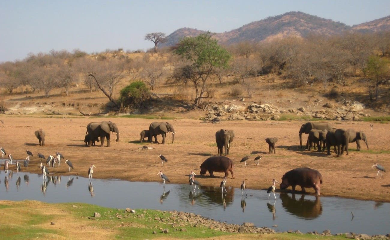 Nord Süd Tansania Elefanten Ruaha River