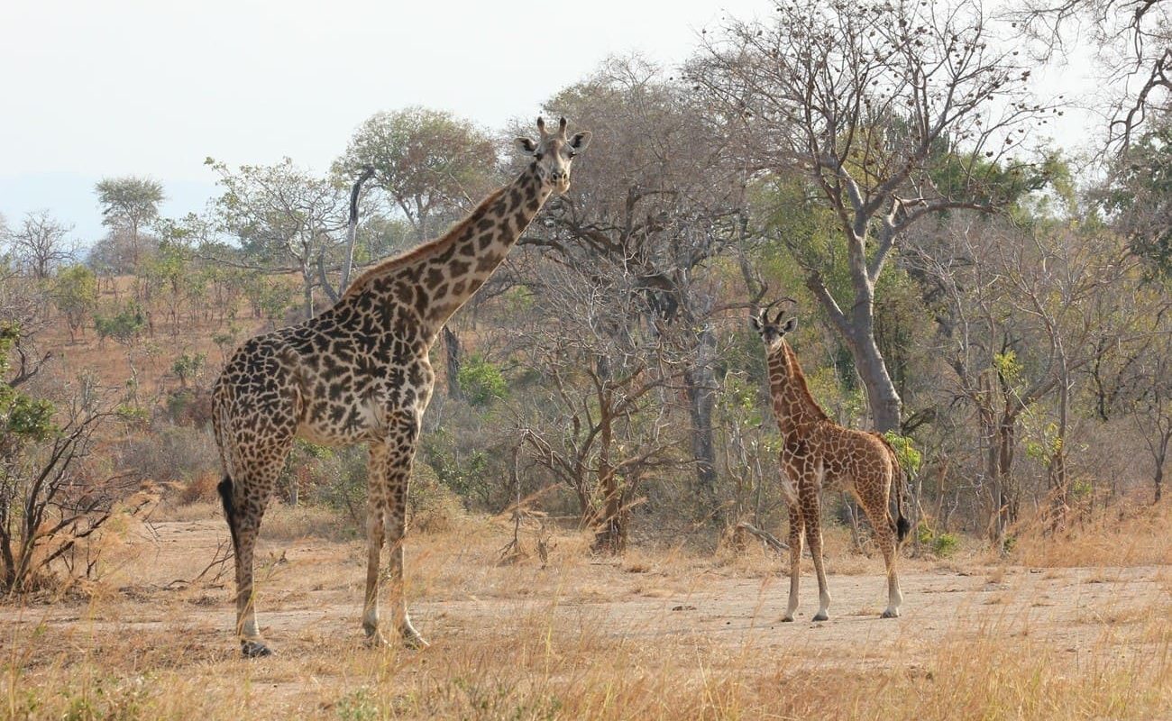 Nord Süd Tansania Mikumi Giraffen Giraffen im Mikumi