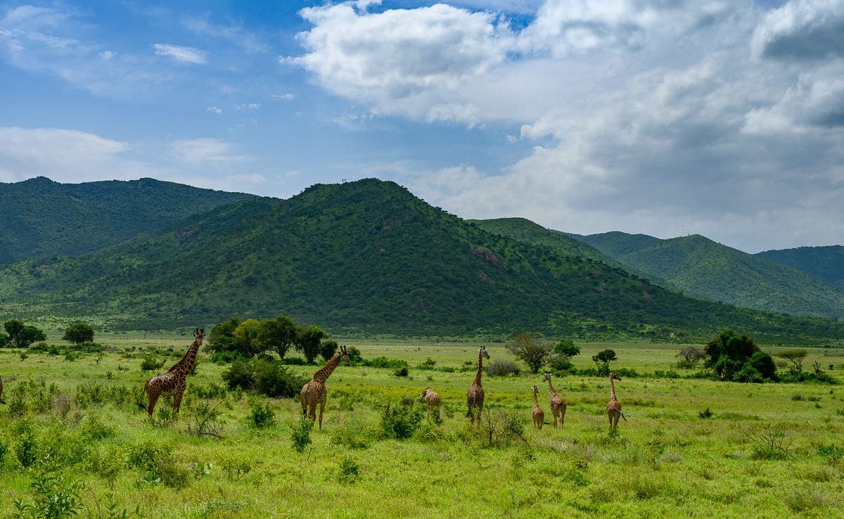 Nord Süd Tansania Mkomazi Nationalpark Mkomazi Nationalpark