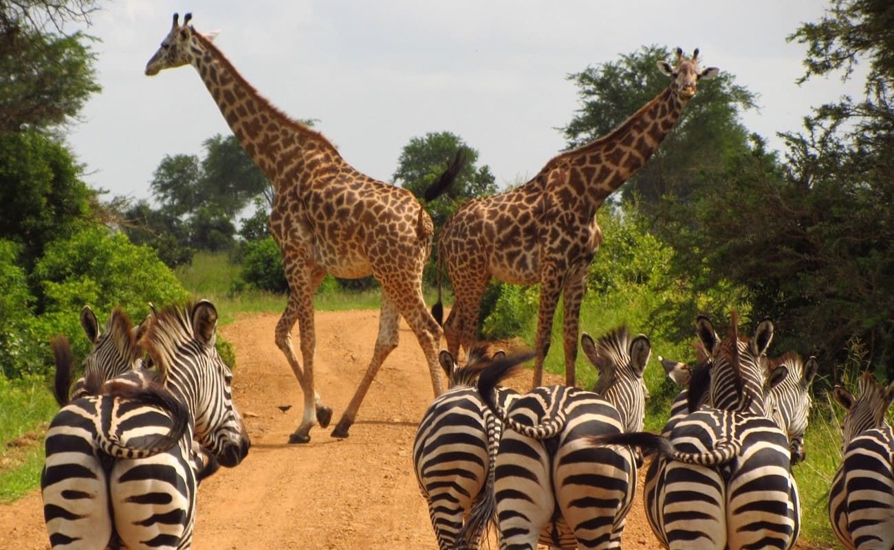 Nord Süd Tansania pur Mikumi Zebra Giraffe Zebras und Giraffen im Mikumi